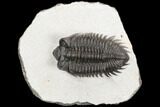 Coltraneia Trilobite Fossil - Huge Faceted Eyes #125232-1